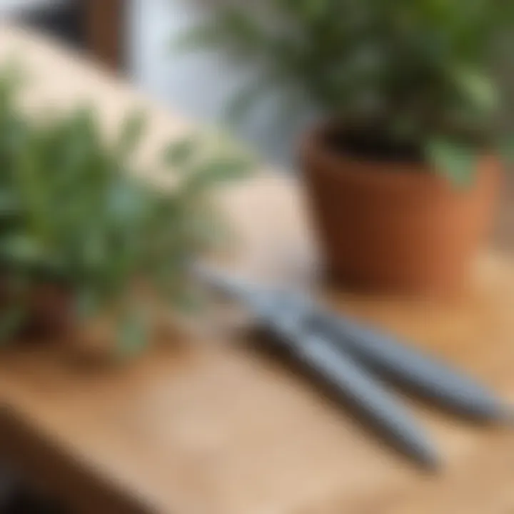 Close-up of ficus bonsai pruning tools on a wooden table.